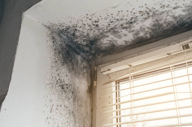 Affordable Mold Removal solutions in Lexington, NC